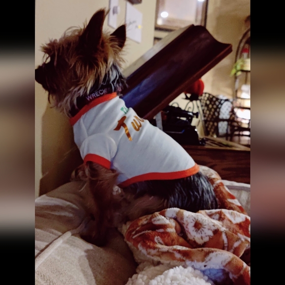 Wag N Woof Thanksgiving T for dog, size XS - Picture 4 of 5